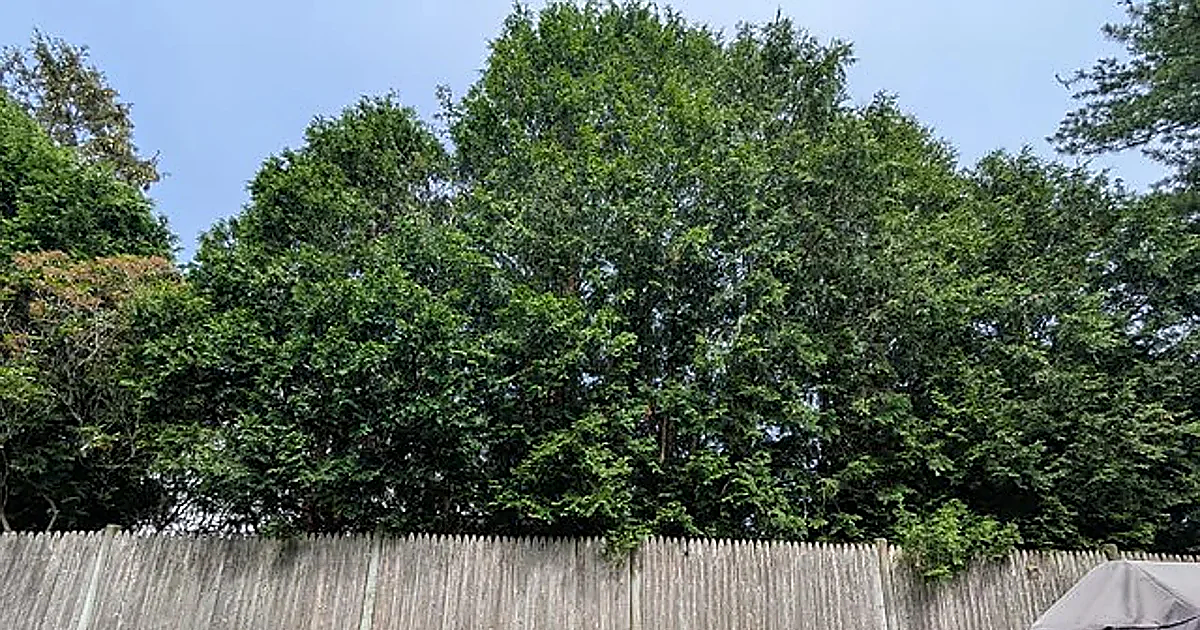 La ley lo confirma: los propietarios de viviendas con árboles o setos están obligados a podarlos en estos casos