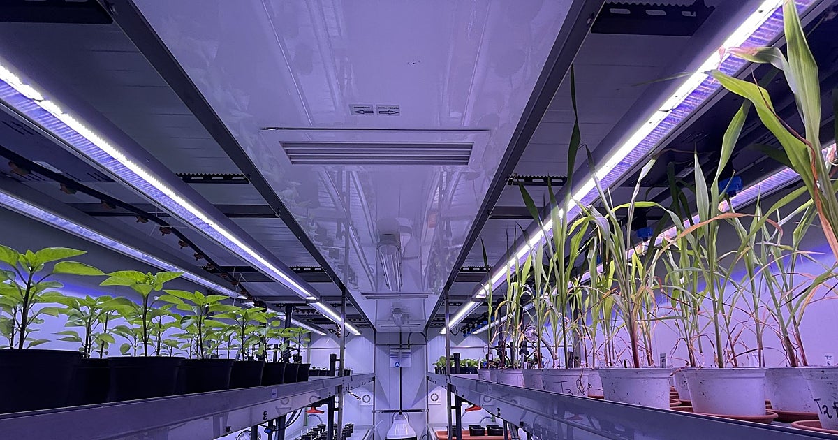 La agricultura halla su aliado natural en los biopesticidas