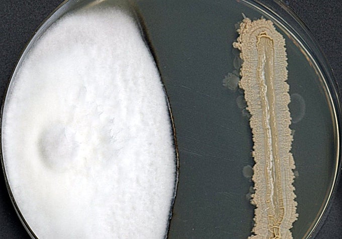 Proyecto BioBIVE: en la imagen, a la izquierda un hongo patógeno de plantas (fresa, zanahoria o tomate) y a la derecha un microorganismo capaz de retrasar el crecimiento de los patógenos. Las sustancias generadas o los propios microorganismos son los biopesticidas