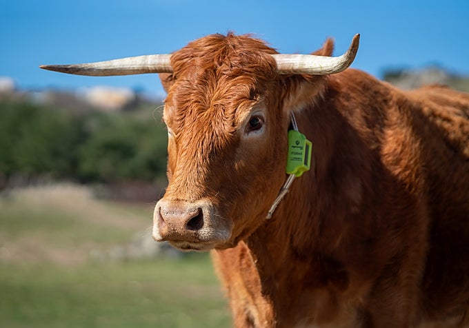 Los collares GPS de la empresa madrileña Digitanimal se fabrican en España