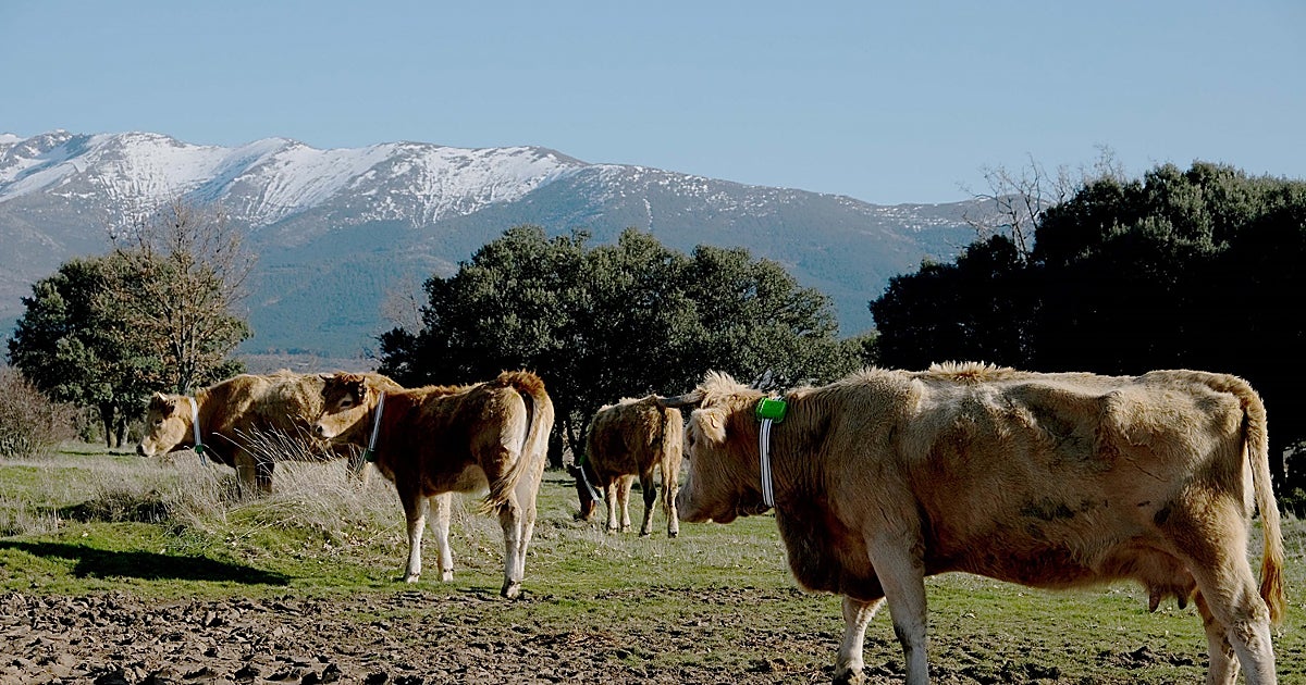 'Cencerros digitales' para alimentar la ganadería 4.0