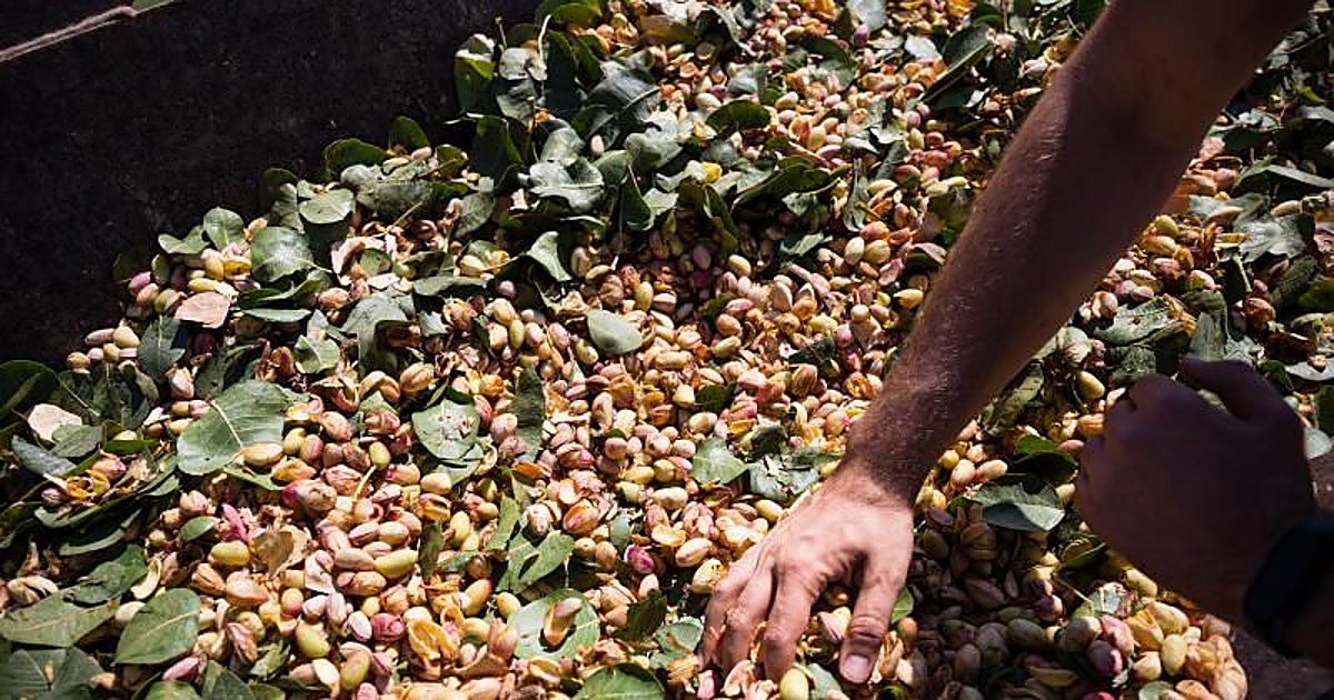 La geopolítica del pistacho: España busca su hueco entre Irán y EE.UU.