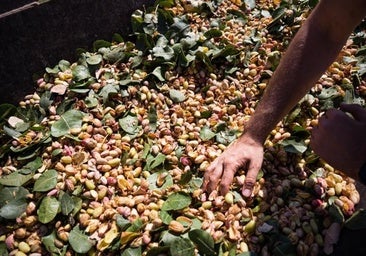 La geopolítica del pistacho: España busca su hueco entre Irán y EE.UU.