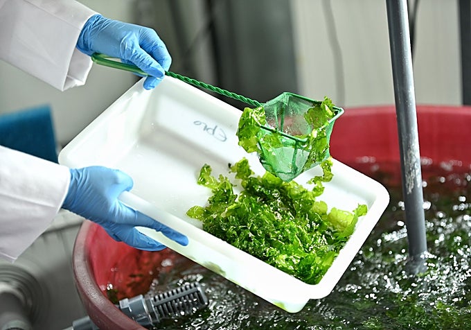 Cultivos de algas de la empresa Mediterranean Algae