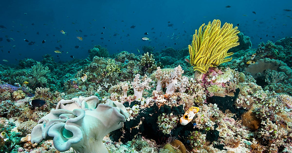 La conexión pendiente con el millonario caladero de la biotecnología marina