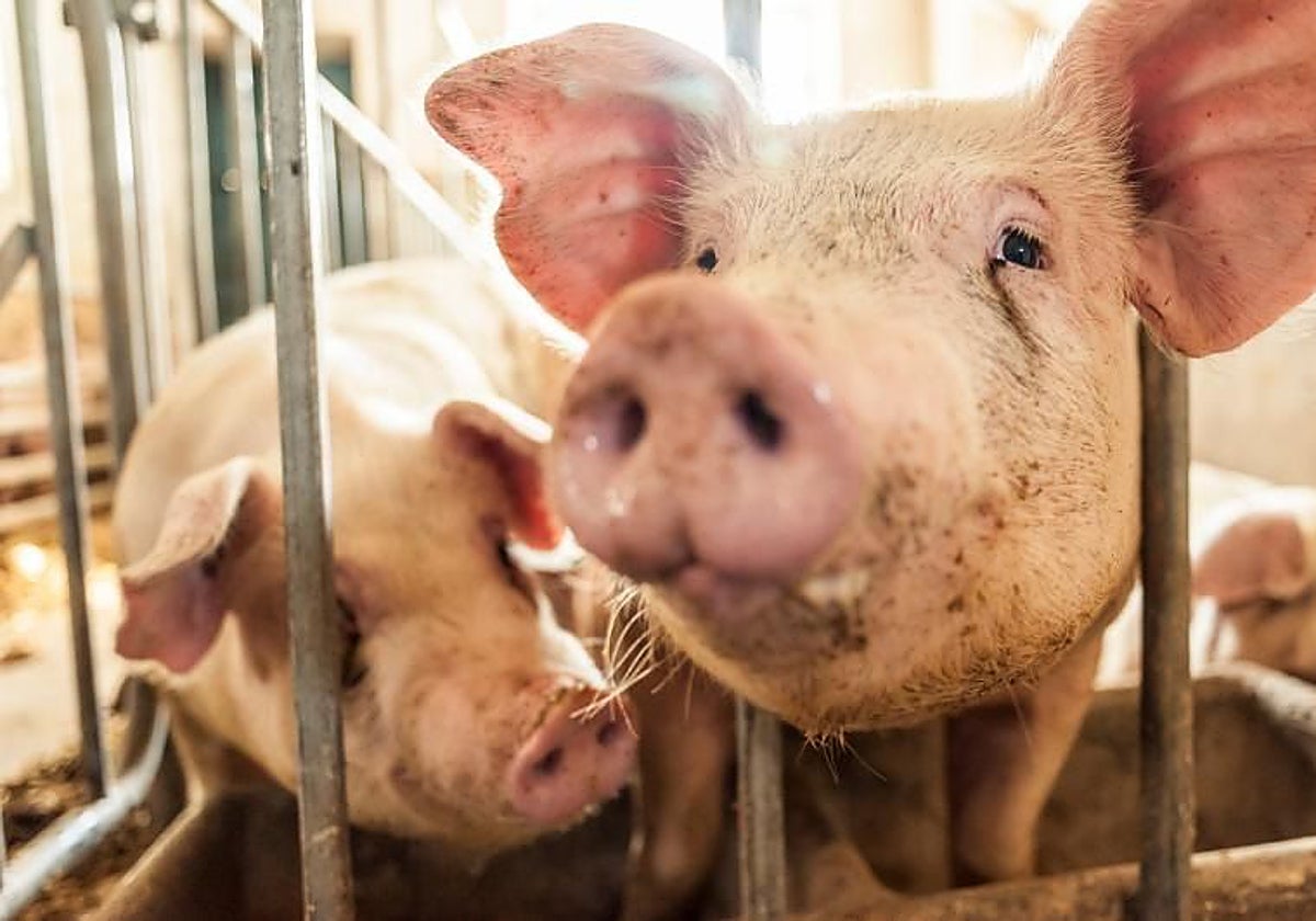 El precio del cerdo ha caído por debajo del coste de producción.