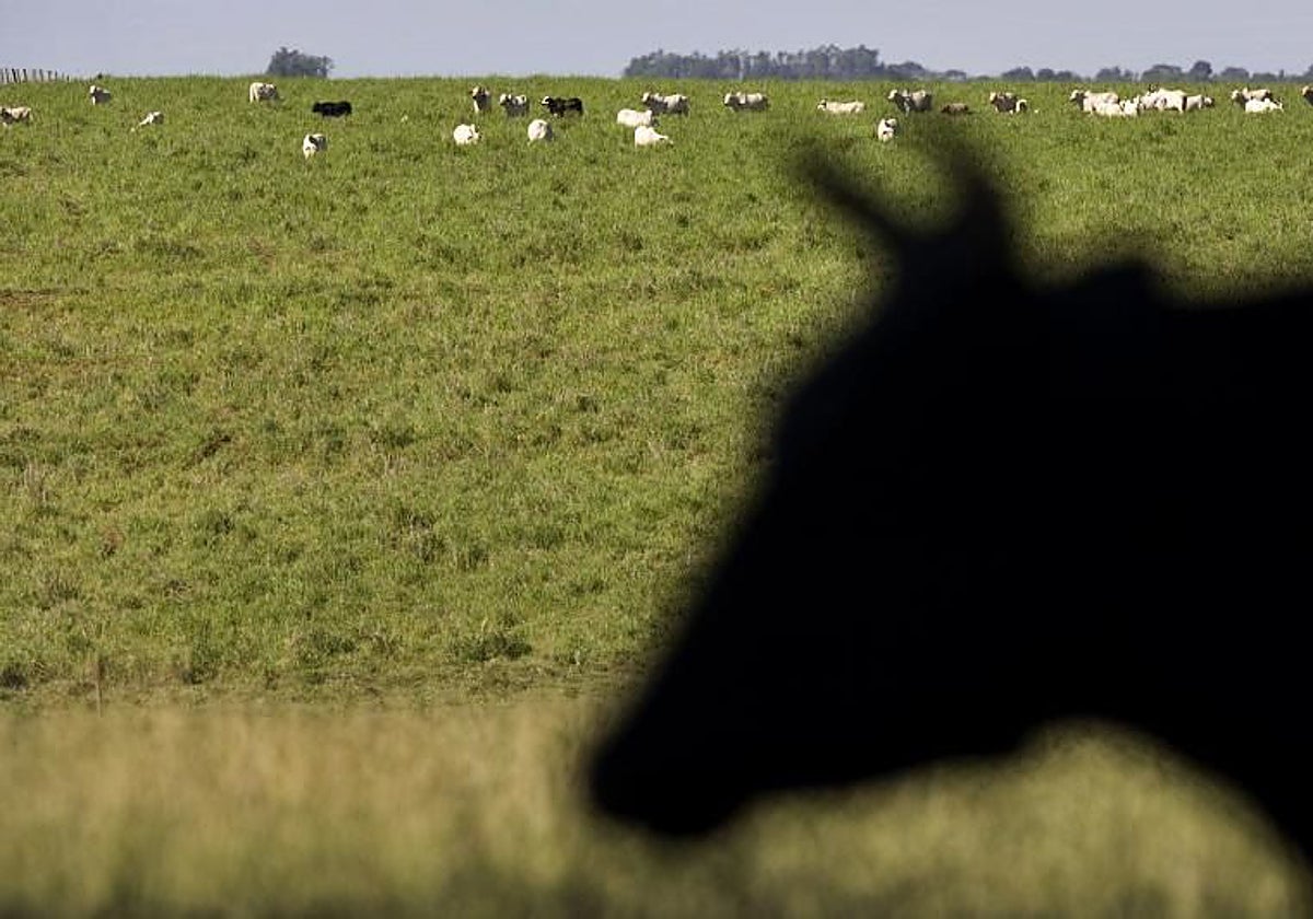 Una explotación de vacuno en Brasil