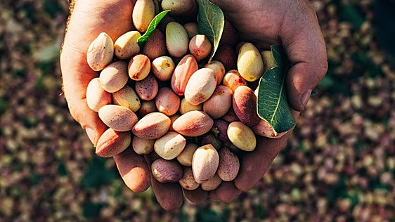 La innovación profundiza la fiebre agrícola por el pistacho