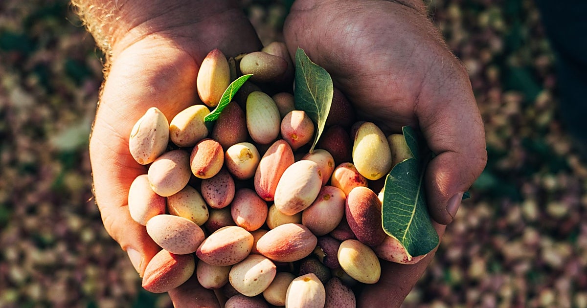 La innovación profundiza la fiebre agrícola por el pistacho