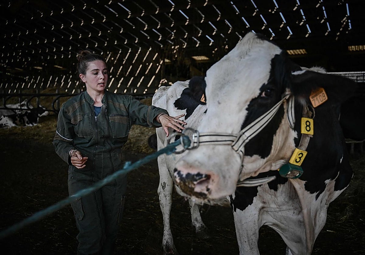 ¿Tuviste vacas lecheras entre 2000 y 2013? Así puedes reclamar al cártel lácteo