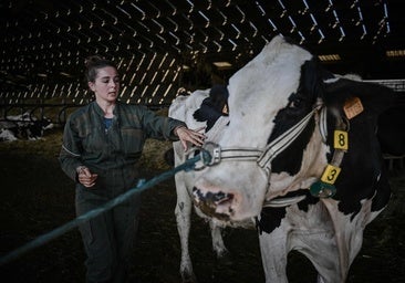 ¿Tuviste vacas lecheras entre 2000 y 2013? Así puedes reclamar al cártel lácteo