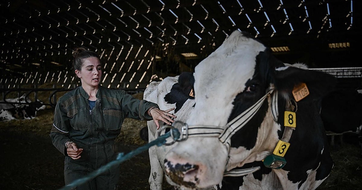 ¿Tuviste vacas lecheras entre 2000 y 2013? Puedes exigir el dinero que perdiste por el cártel de las grandes lácteas