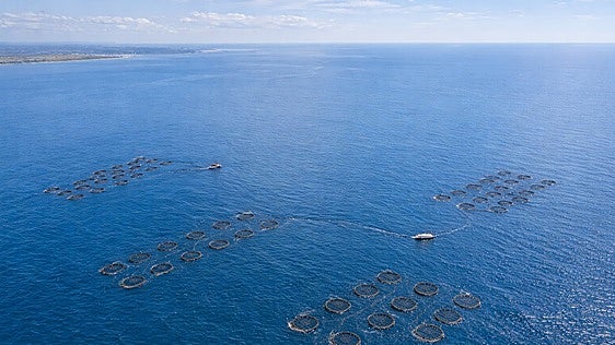 La acuicultura se sumerge en la era de la IA para optimizar su producción