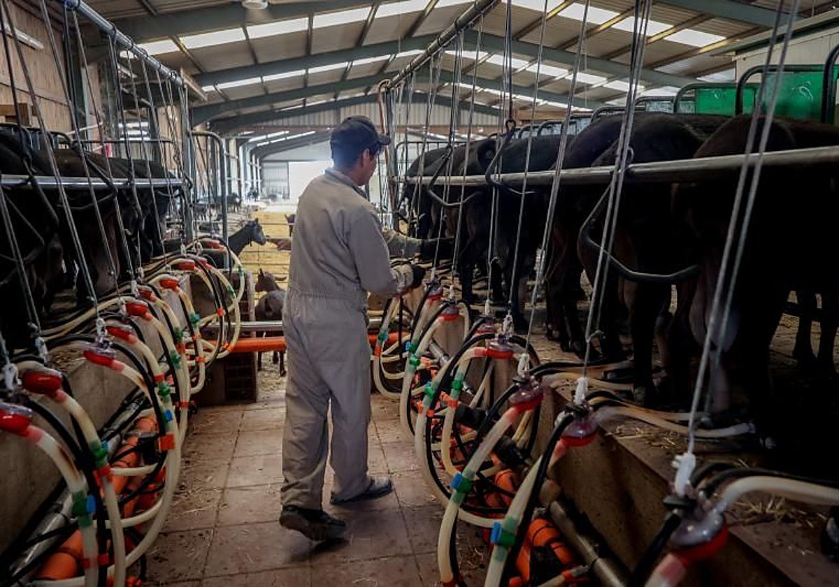 Las importaciones de queso se disparan y amenazan la ganadería ovina y caprina en España
