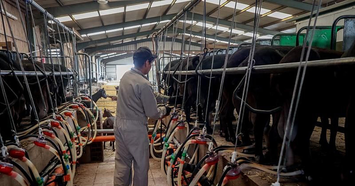 Las importaciones de queso se disparan y amenazan la ganadería ovina y caprina en España