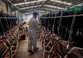 Las importaciones de queso se disparan y amenazan la ganadería ovina y caprina en España