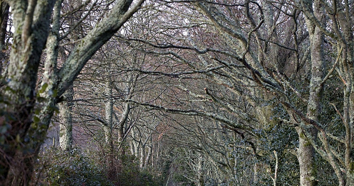 Las ramas de la deficiente gestión forestal no dejan ver el tesoro de los bosques