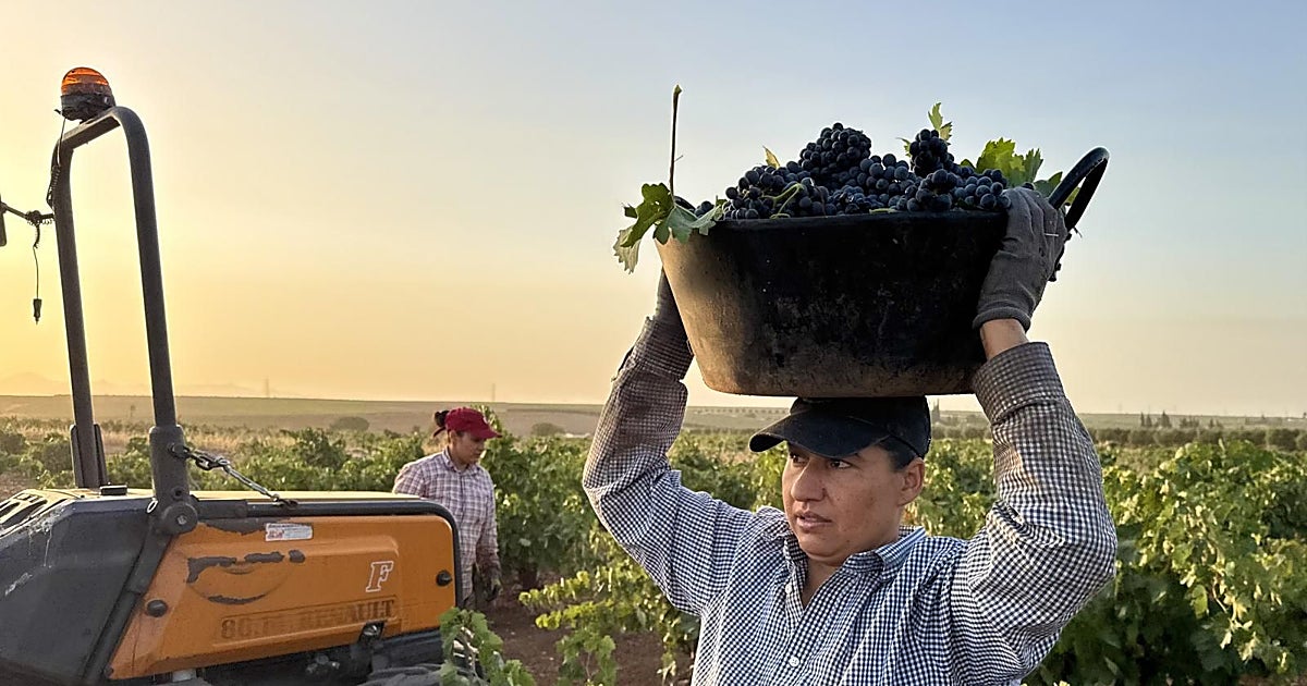 La vendimia española y francesa: unidas por el clima, separadas por las condiciones laborales