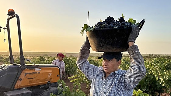 La vendimia española y francesa: unidas por el clima, separadas por las condiciones laborales