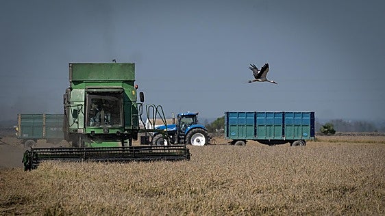 Un tractor cosecha en un arrozal en Sevilla