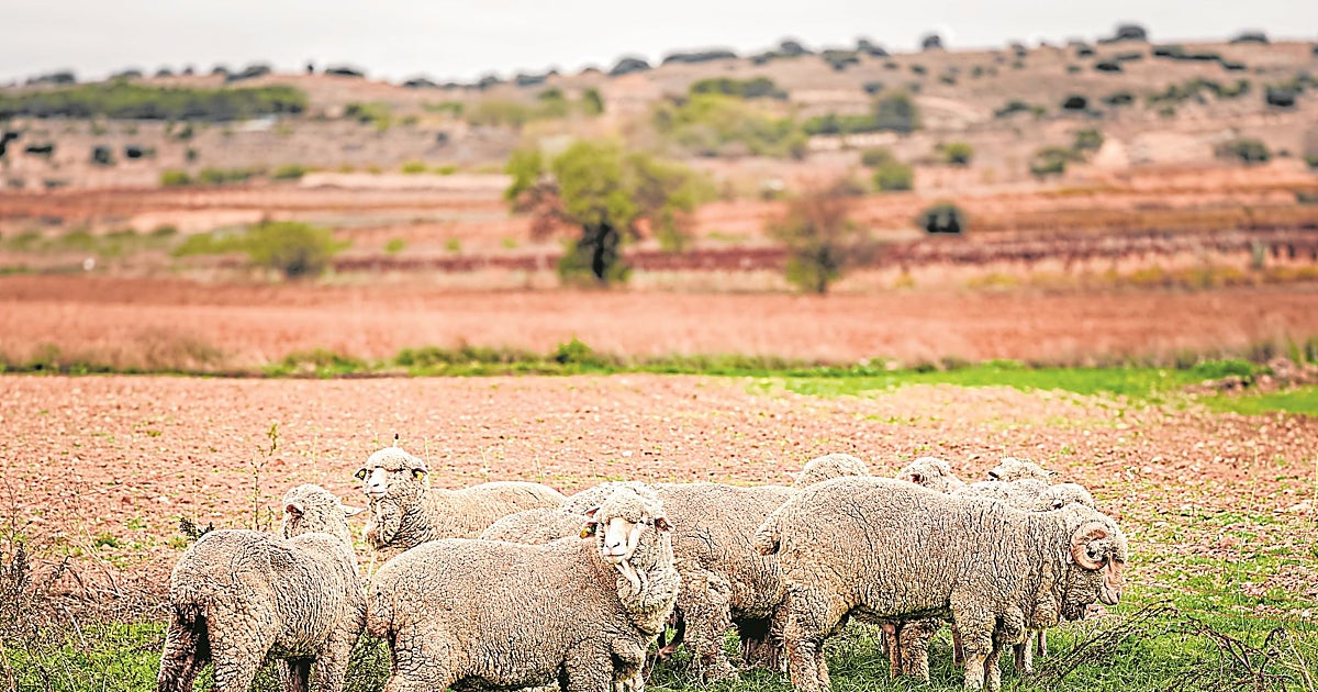 La innovación española carda la lana de la circularidad