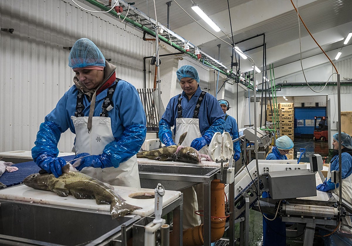 De las guerras del bacalao a las guerras de la caballa: Islandia vuelve a dar la espalda a Europa