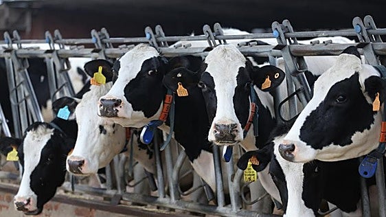 Las víctimas del 'cártel de la leche' quieren reclamar 2.000 millones de euros