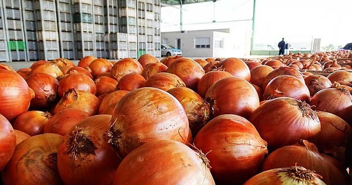 El  boom  de las importaciones de cebolla hunde los precios y obliga a abandonar miles de toneladas en el campo