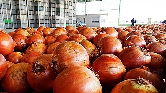 El 'boom' de las importaciones de cebolla hunde los precios y obliga a abandonar miles de toneladas en el campo
