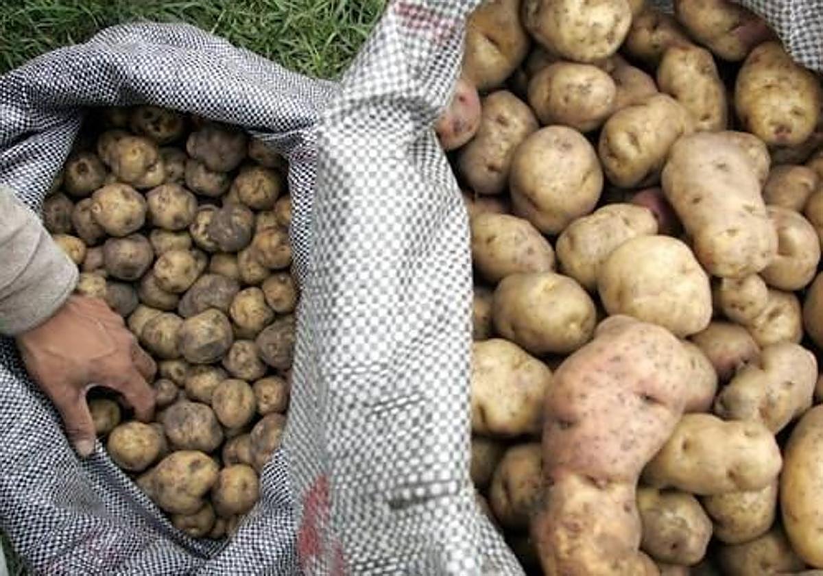 Patatas más pequeñas y más caras: las olas de calor y las lluvias pasan factura a uno de los productos básicos del hogar