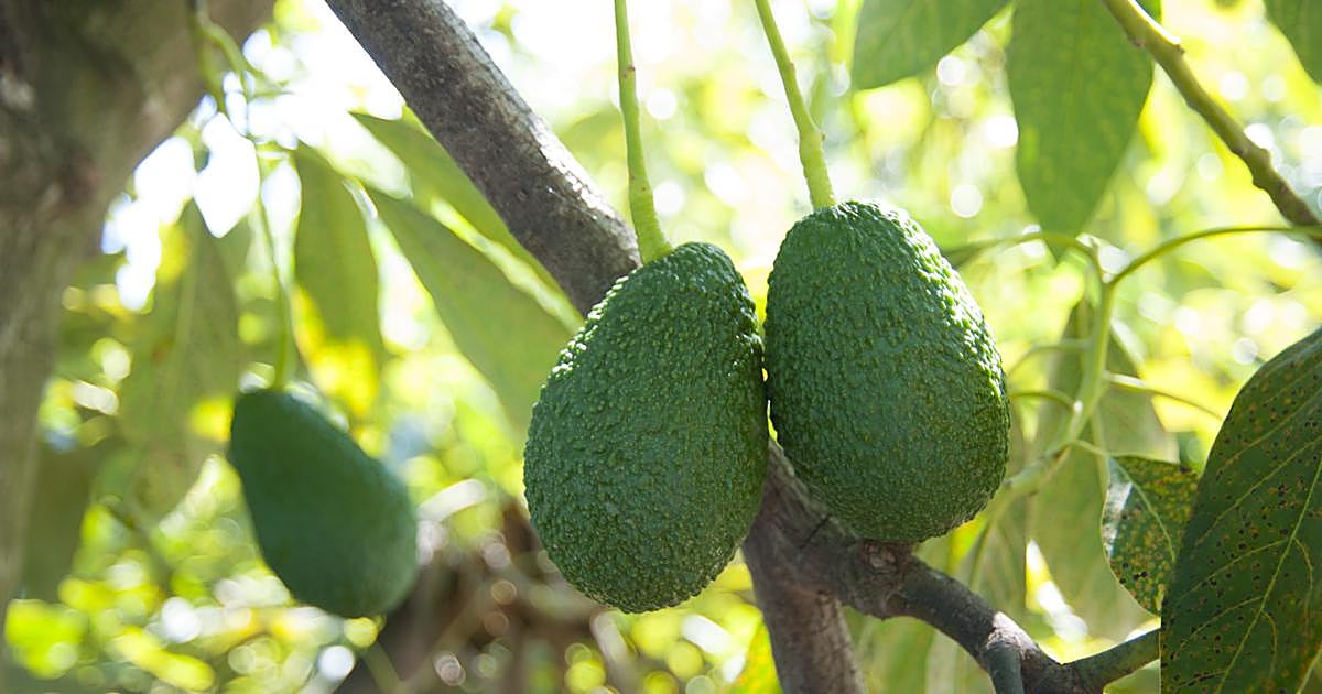 España, en la lucha por liderar el mercado europeo de mango y aguacate