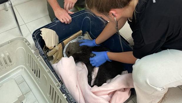 Hallan en estado «crítico» a un osezno en un camino en Colinas del Campo (León)