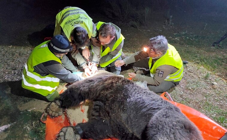 Capturan a un oso de 200 kilos para geolocalizarle y seguir sus pasos por la Montaña Palentina