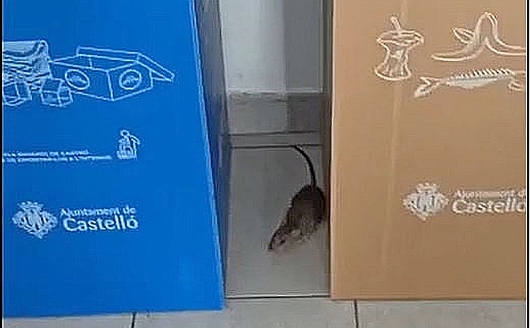 Denuncian la proliferación de ratas en la central de la Policía Local de Castellón