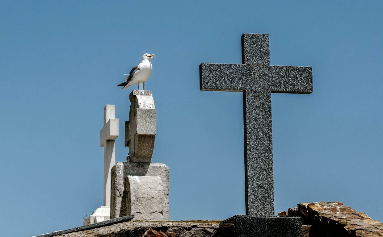 Gaviotas en el cementerio de Mont Juic