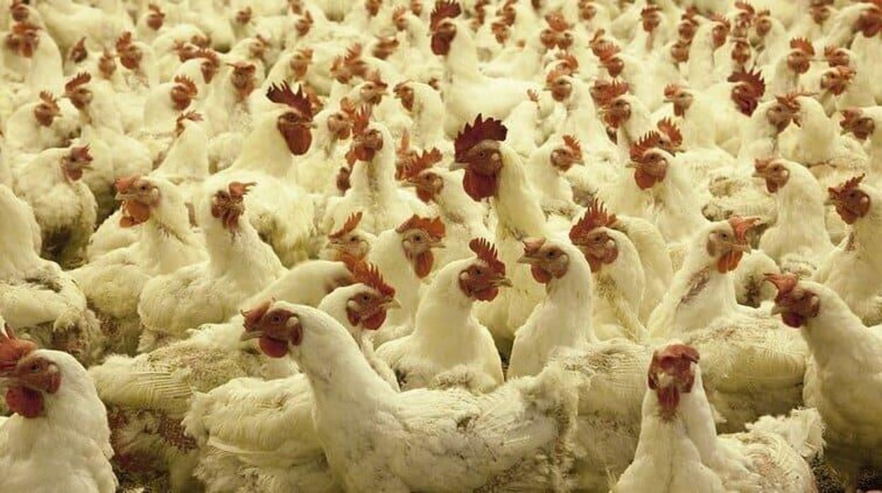 Nuevos focos del virus Newcastle afectan a más de 36.800 pollos en Almería