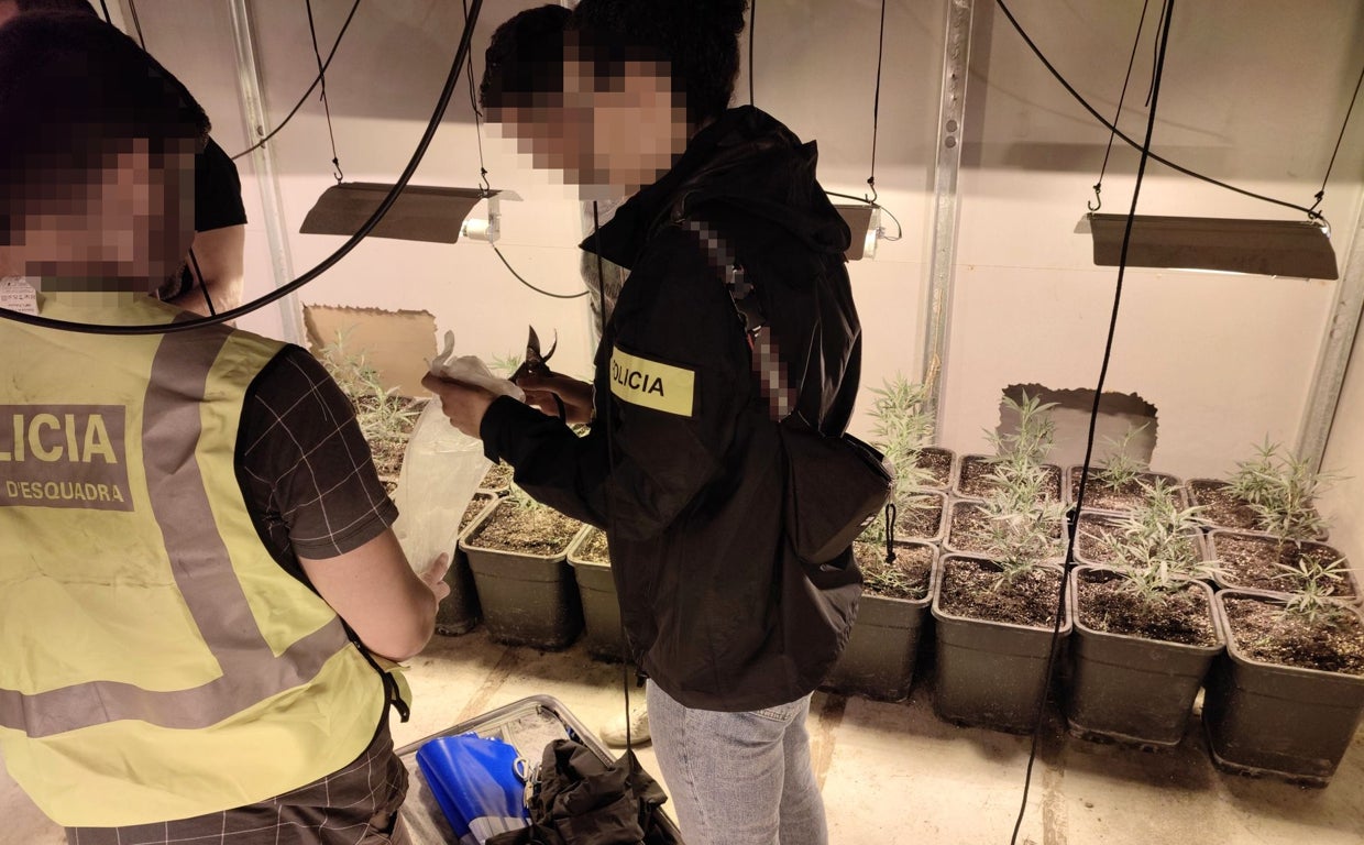 Dos agentes en una plantación de marihuana en Tarragona