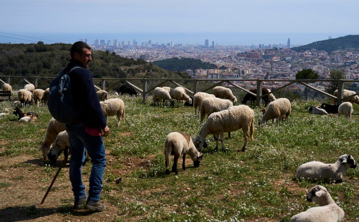 El pastor Daniel Sánchez con su rebaño de ovejas y cabras, y la ciudad de Barcelona al fondo