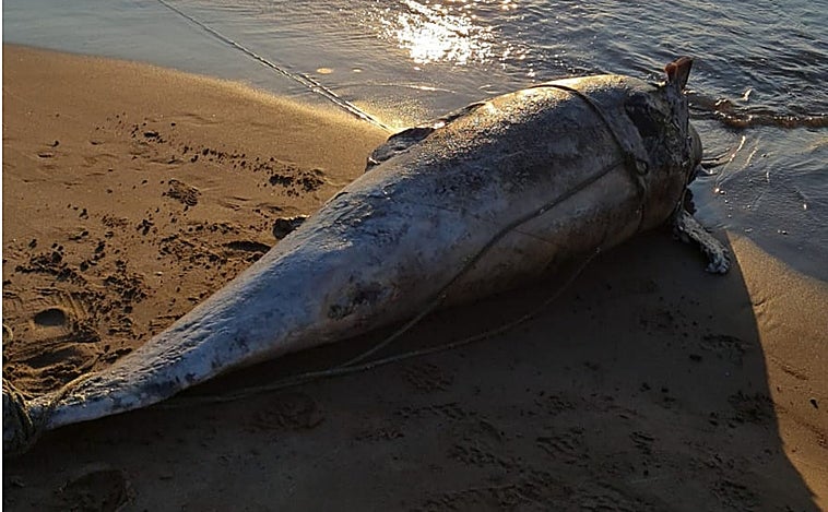 Aparece un delfín muerto en una playa de Valencia con numerosos cordeles alrededor del cuerpo