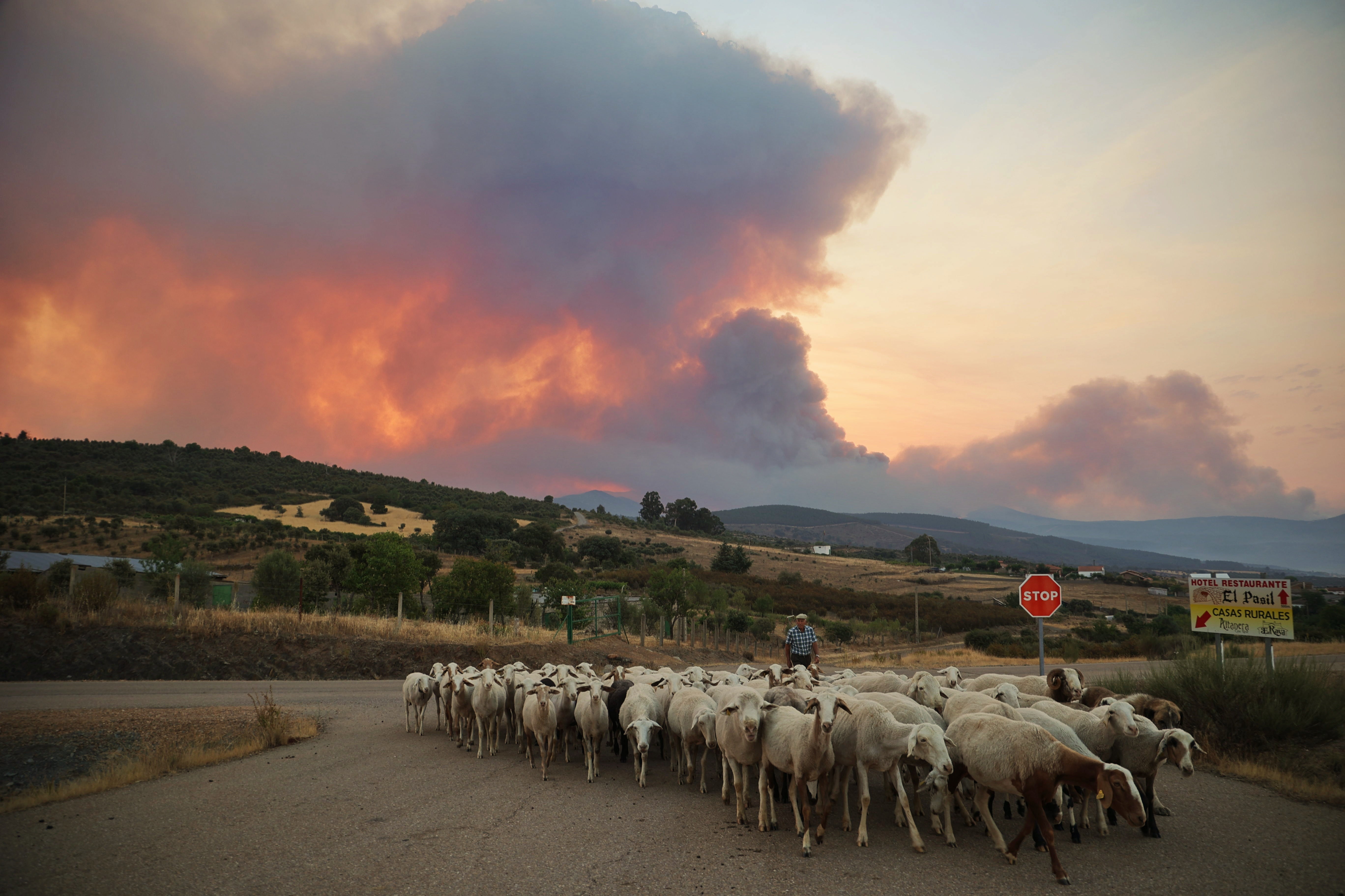 Un ganadero deja tras de sí el fuego de Monsagro (Salamanca)