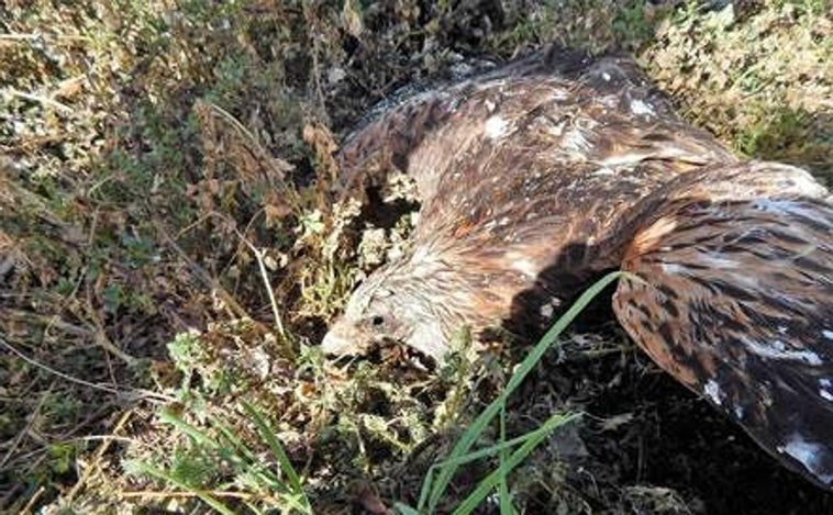 Ecologistas en Acción y WWF España denuncian la muerte de nueve rapaces protegidas en la provincia de Toledo