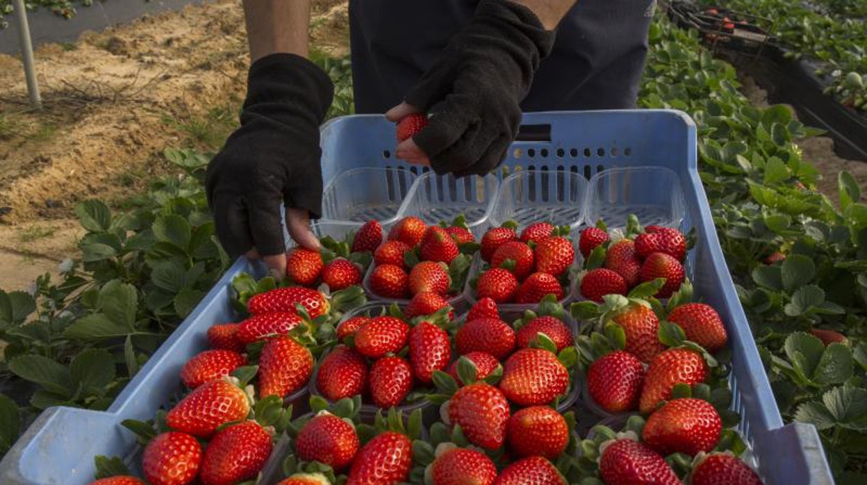 Asaja reclama una solución definitiva para que los freseros de Huelva puedan usar fitosanitarios