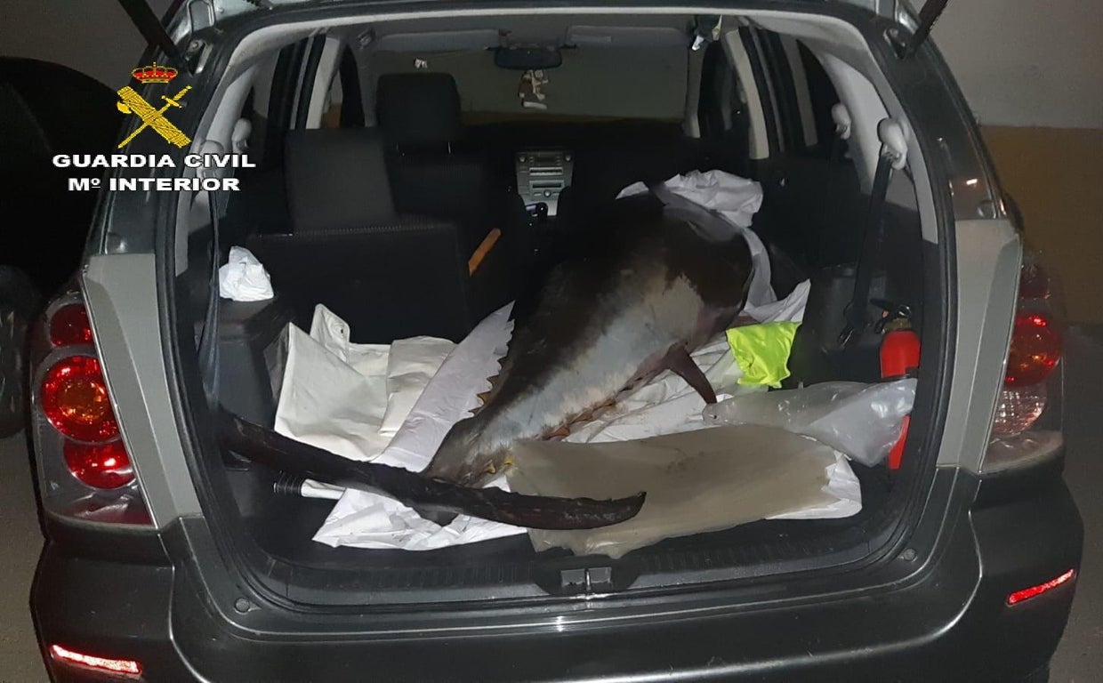 Imagen de uno de los ejemplares intervenidos por la Guardia Civil