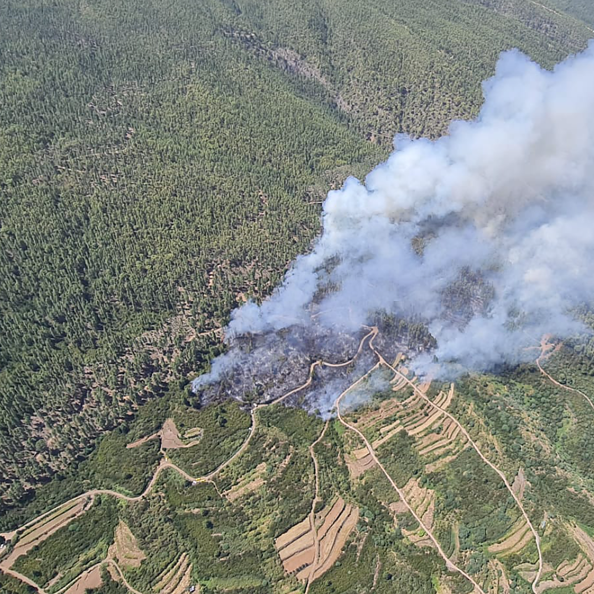 Llamas feroces en el incendio de Los Realejos: «no es previsible que se controle en las próximas 24 horas»