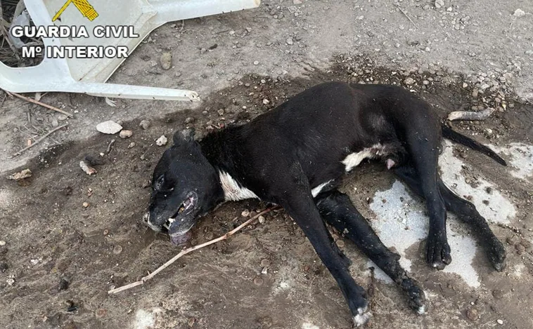 Investigan al dueño de un perro fallecido por la ola de calor tras ser abandonado en una parcela