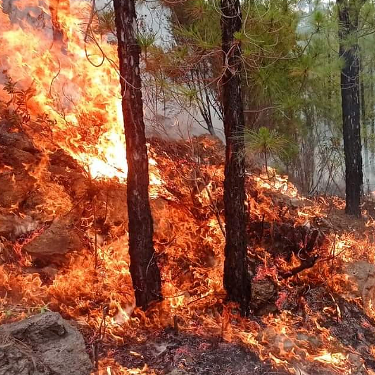 Ni controlado, ni perimetrado: el incendio de Los Realejos tiene tres frentes activos