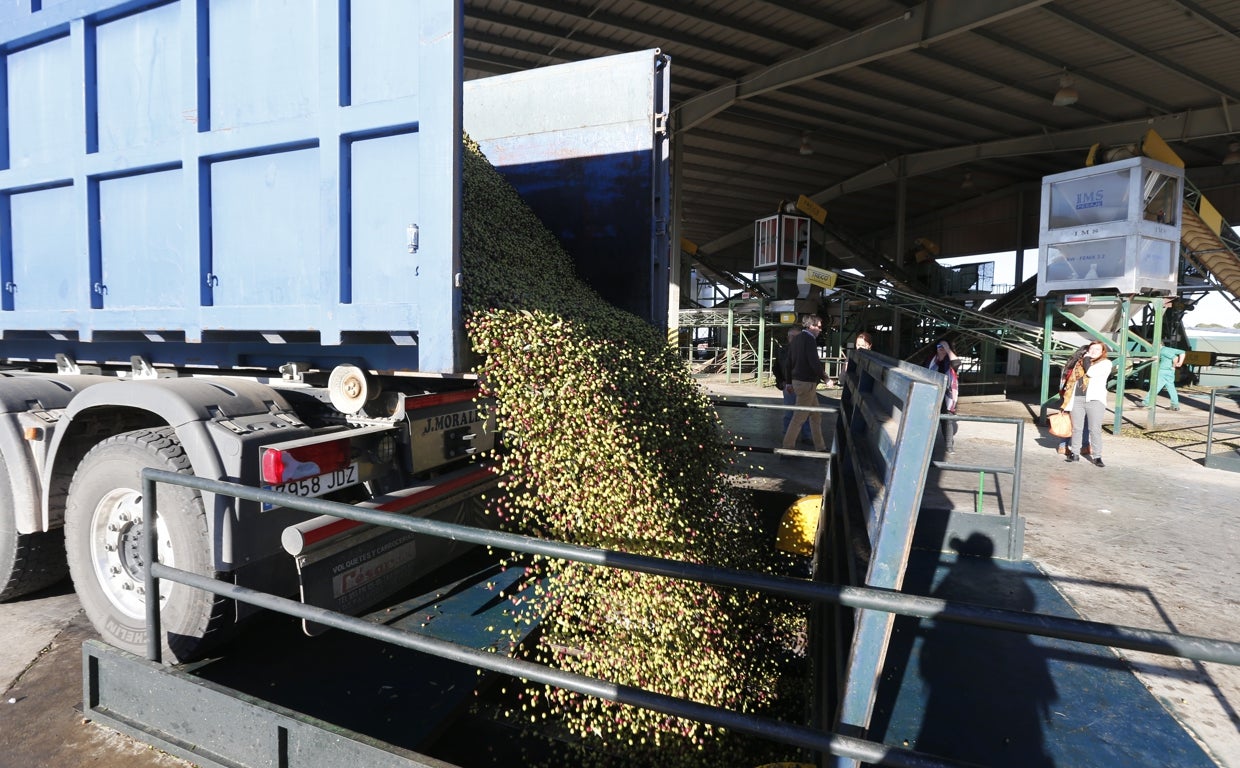 Transporte de aceitunas a una almazara