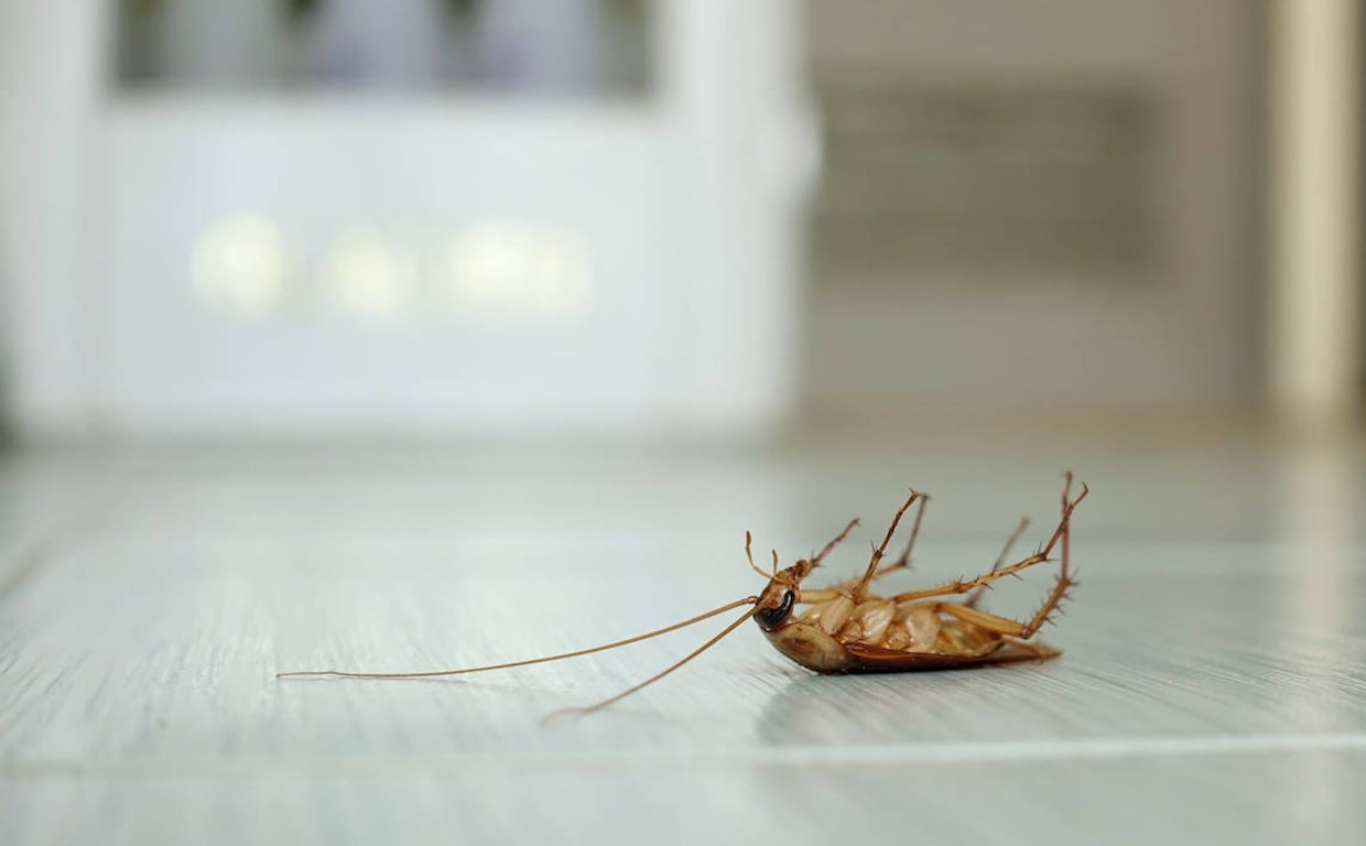 Las cucarachas pueden ser insoportables en verano
