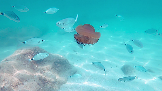 Medusas en las playas de España: cómo saber en tiempo real dónde hay y cómo son sus picaduras