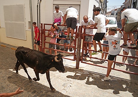 Imagen secundaria 1 - Numeroso público de todas las edades puebla las calles viseñas en el primer encierro de vaquillas. Se parapetan en vallas y burladeros y hasta en las rejas de las ventanas. Llega público de toda la comarca de Los Pedroches.